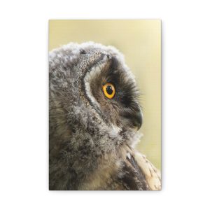 Viisas katse – Pöllöaiheinen canvas-taulu